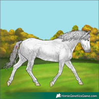 Horse Color:Gray Liver Chestnut Tobiano Appaloosa 