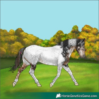 Horse Color:Gray Liver Chestnut Tobiano Near Fewspot Rabicano 