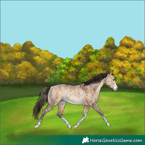Horse Color:Bay Dun Rabicano and Amber Champagne Dun Rabicano