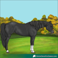 Horse Color:Black Tobiano Varnish 