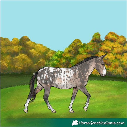 Horse Color:Grullo Rabicano  and Brown Dun Appaloosa Rabicano 