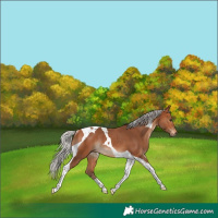 Horse Color:Silver Bay Tobiano Rabicano 