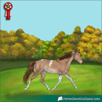 Horse Color:Red Dun Tobiano Rabicano