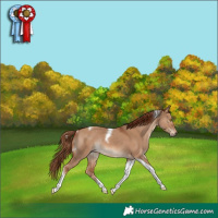 Horse Color:Red Dun Tobiano Rabicano 