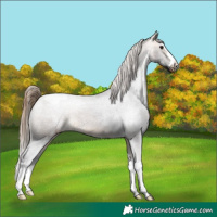 Horse Color:Buckskin Snowcap 