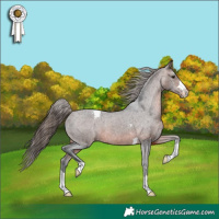 Horse Color:Brown Appaloosa 