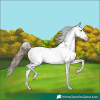 Horse Color:Buckskin Snowcap 