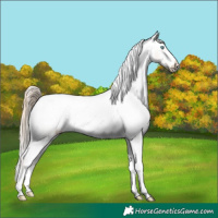 Horse Color:Perlino Snowcap 