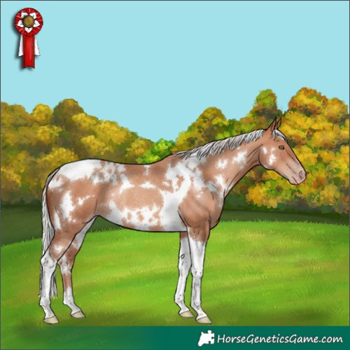 Horse Color:White Spotted Silver Sable Champagne Tobiano Rabicano