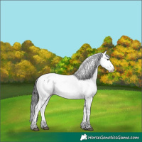 Horse Color:Buckskin Snowcap 