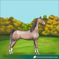 Horse Color:Sable Champagne Blanket