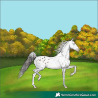 Horse Color:Brown Appaloosa 