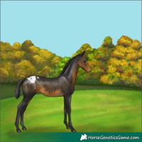 Horse Color:Buckskin Snowcap 