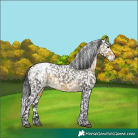 Horse Color:Buckskin Snowcap 