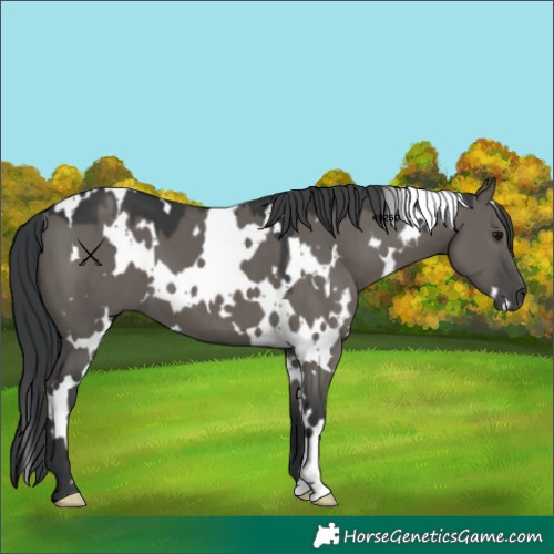 Horse Color:White Spotted Grullo 