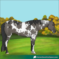Horse Color:White Spotted Grullo 