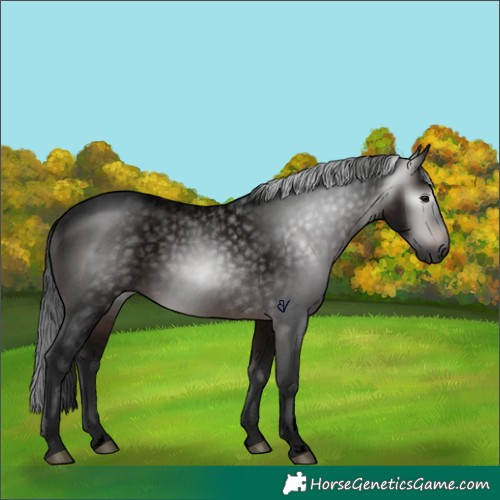 Horse Color:Gray Void Brown Roan Rabicano 