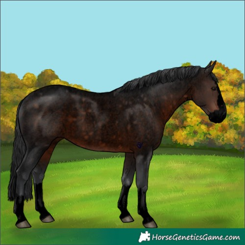 Horse Color:Void Brown Roan Splash Rabicano 