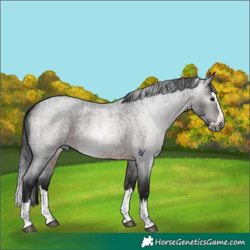 Horse Color:Gray Brown Roan Splash Rabicano 