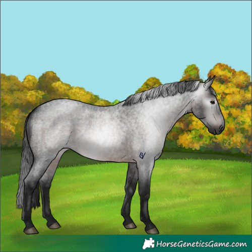 Horse Color:Gray Brown Roan Rabicano 