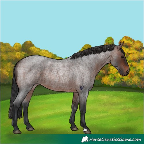 Horse Color:Brown Roan Rabicano 