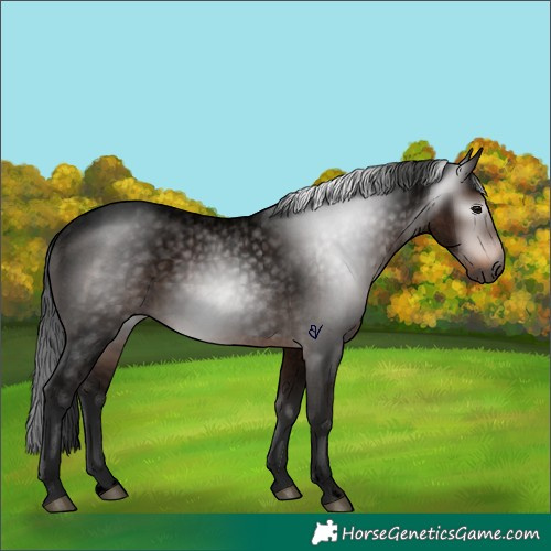 Horse Color:Gray Void Brown Roan Rabicano 