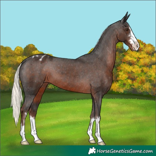 Horse Color:Liver Chestnut Mushroom Appaloosa 
