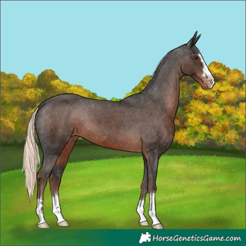 Horse Color:Liver Chestnut Mushroom Appaloosa 