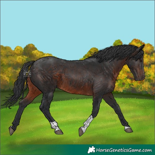 Horse Color:Brown Tobiano 