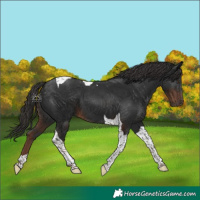 Horse Color:Liver Chestnut Tobiano 