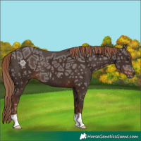 Horse Color:Liver Chestnut Ice 