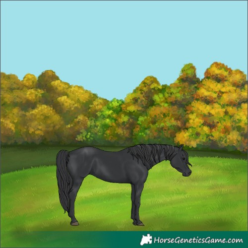 Horse Color:Black 