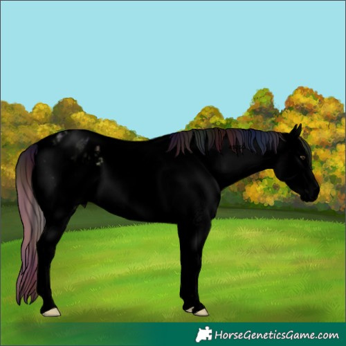 Horse Color:Void Nacre White Spotted Red Dun Splash Blanket Rabicano 