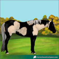 Horse Color:Void Silver Bay Dun Splash Tobiano Rabicano