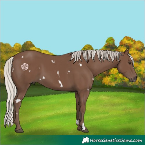 Horse Color:White Spotted Silver Black Rabicano