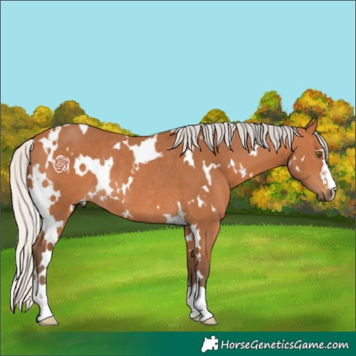 Horse Color:White Spotted Silver Bay Rabicano 