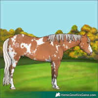 Horse Color:White Spotted Silver Bay Rabicano 