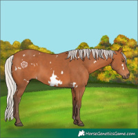 Horse Color:White Spotted Silver Bay Rabicano 