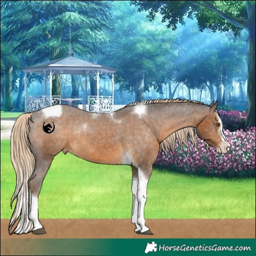 Horse Color:Chocolate Palomino Splash Tobiano Appaloosa Rabicano 