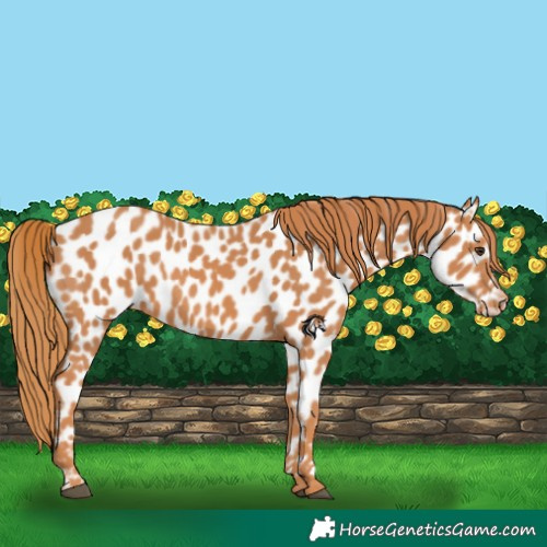 Horse Color:Chestnut Appaloosa 