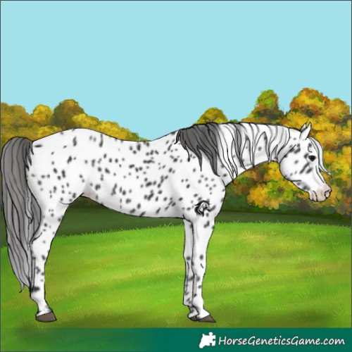 Horse Color:Black Appaloosa