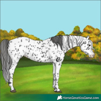 Horse Color:Black Appaloosa 