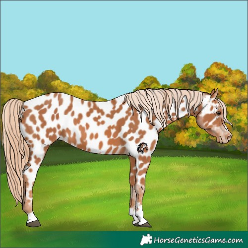 Horse Color:Chestnut Appaloosa