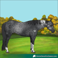 Horse Color:Black Tobiano 