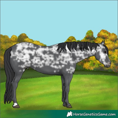 Horse Color:Black Ice 