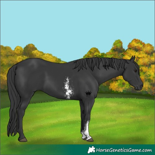 Horse Color:Black Sabino 