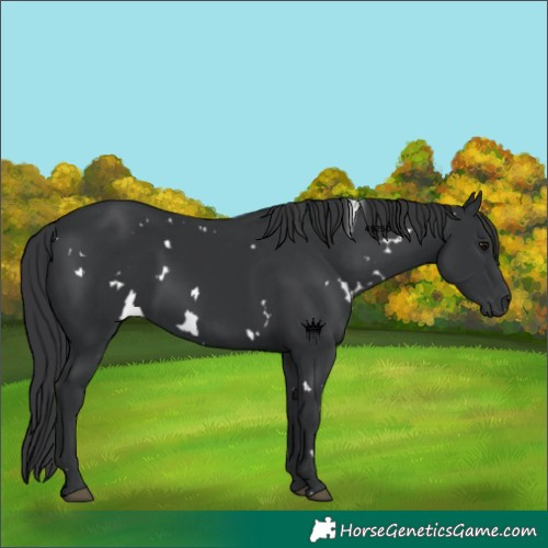 Horse Color:White Spotted Black 