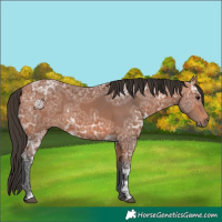 Horse Color:Bay Ice 