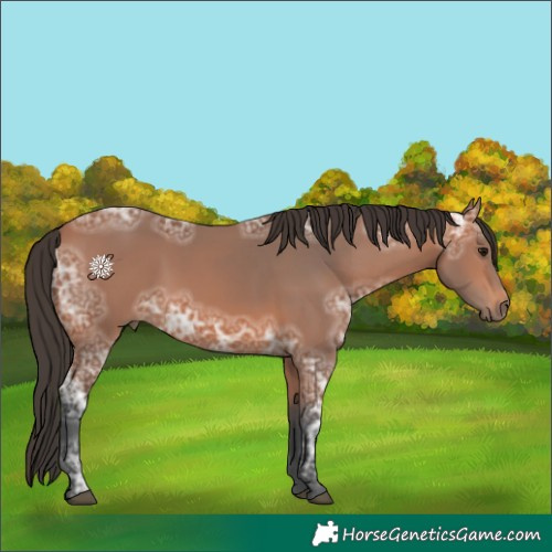 Horse Color:Bay Ice 