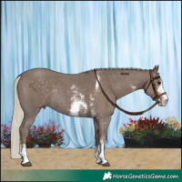 Horse Color:Silver Black Sabino Rabicano 